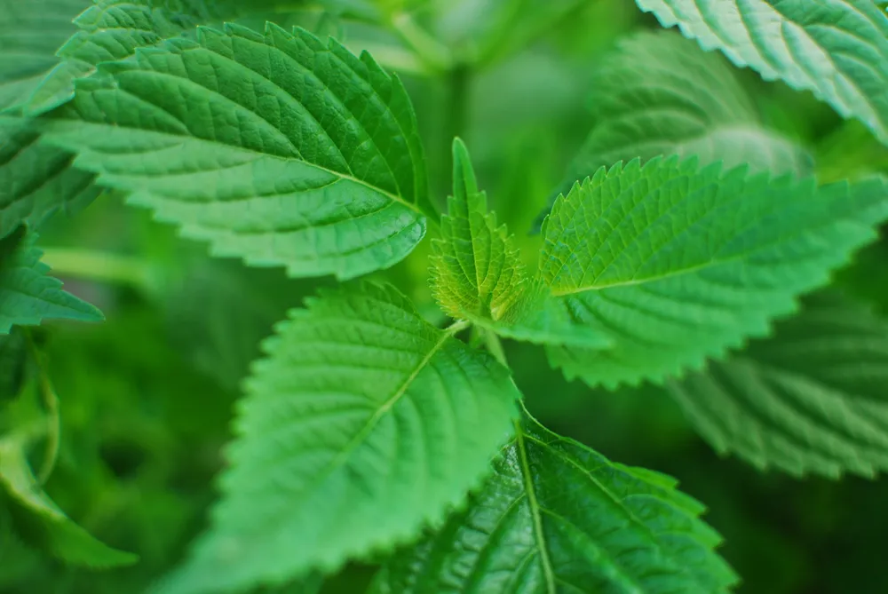 trẻ bị rôm sảy tắm lá gì?