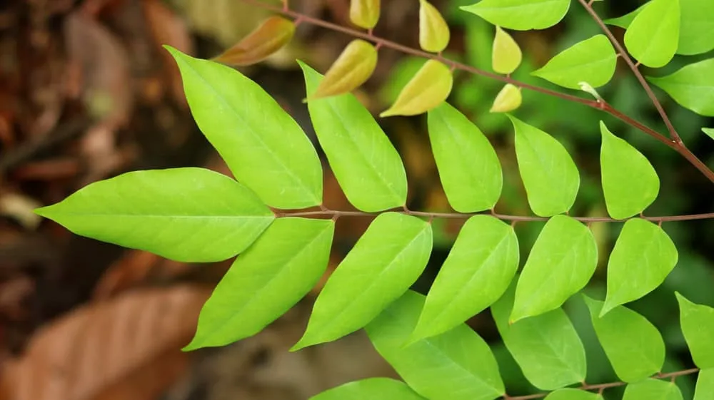 trẻ bị rôm sảy tắm lá gì