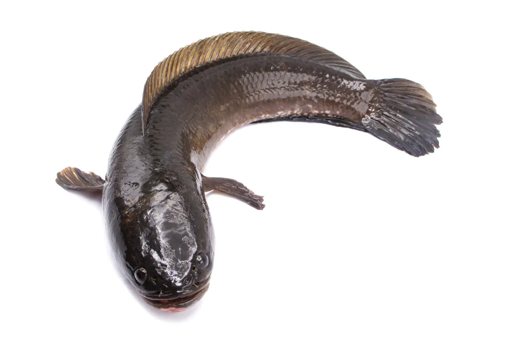 Cách nấu cháo cá lóc cho bé