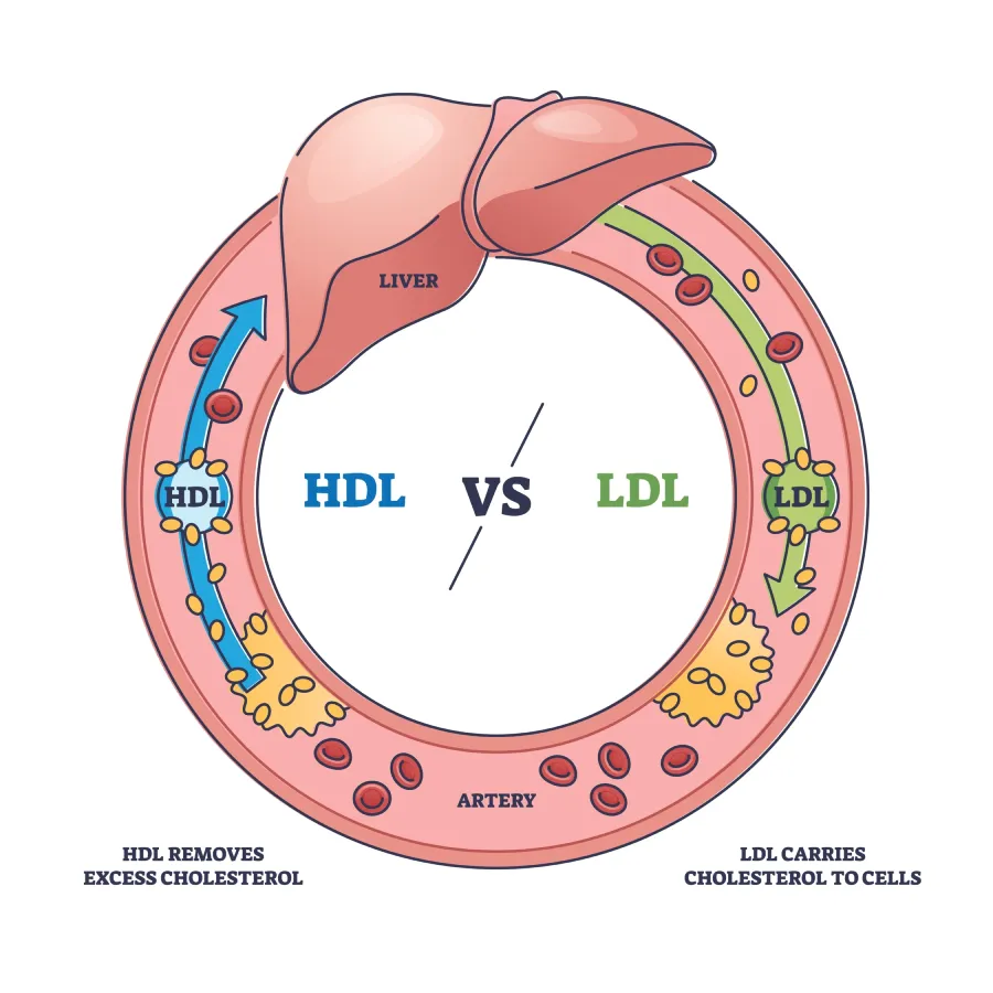Tại sao HDL là cholesterol tốt? 
