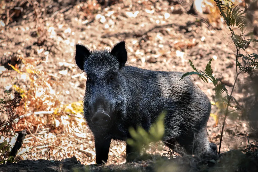 dạy bé nhận biết con heo rừng