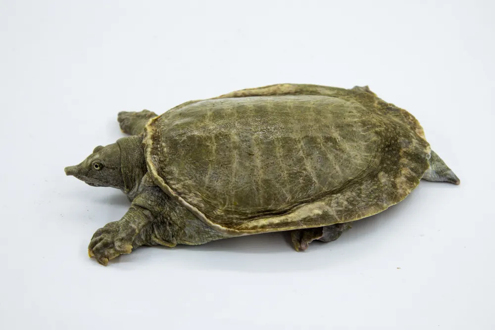 dạy bé nhận biết con ba ba 