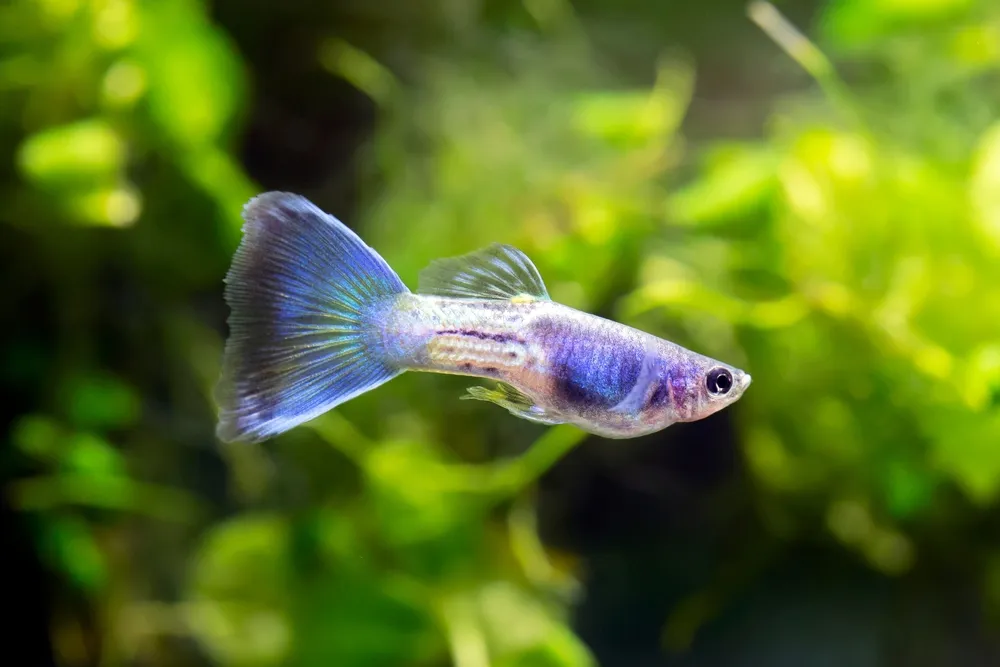 dạy bé nhận biết con cá cảnh