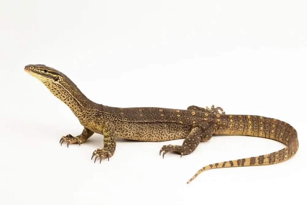 dạy bé nhận biết con vật: con kỳ đà