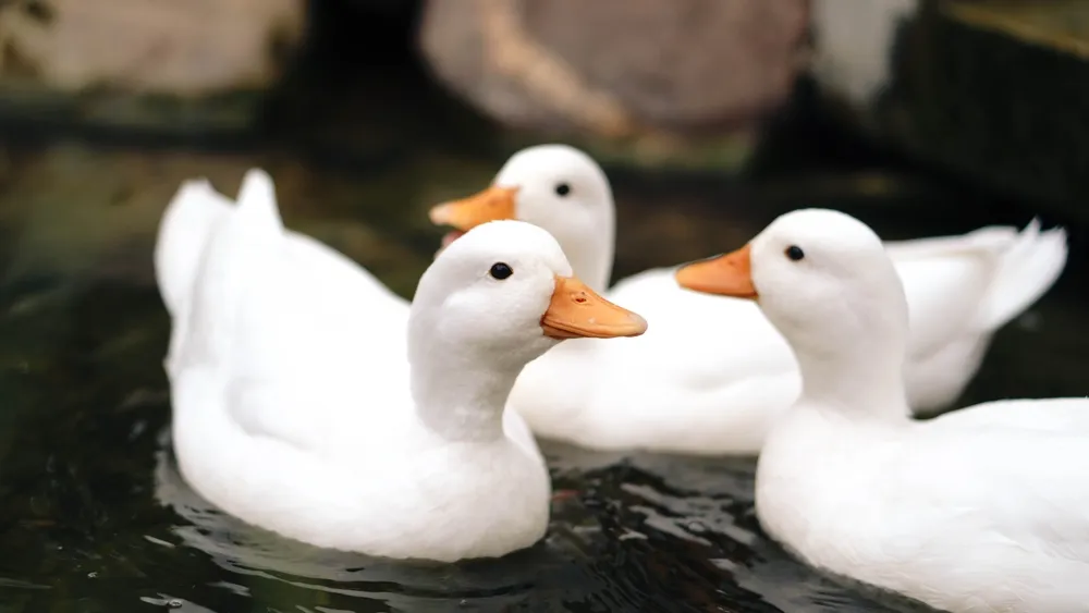 dạy bé nhận biết con vịt