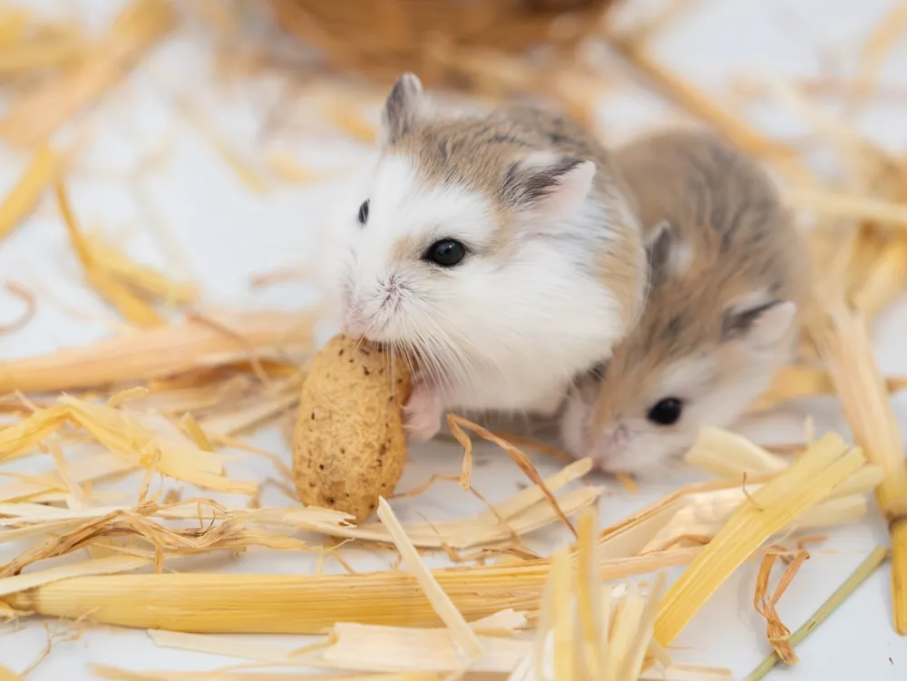 dạy bé nhận biết chuột hamster