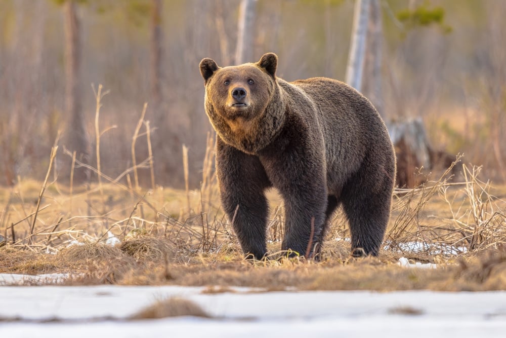 dạy bé nhận biết con gấu