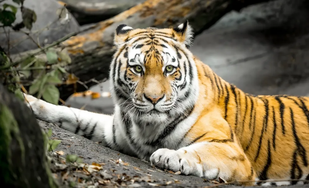 dạy bé nhận biết con hổ