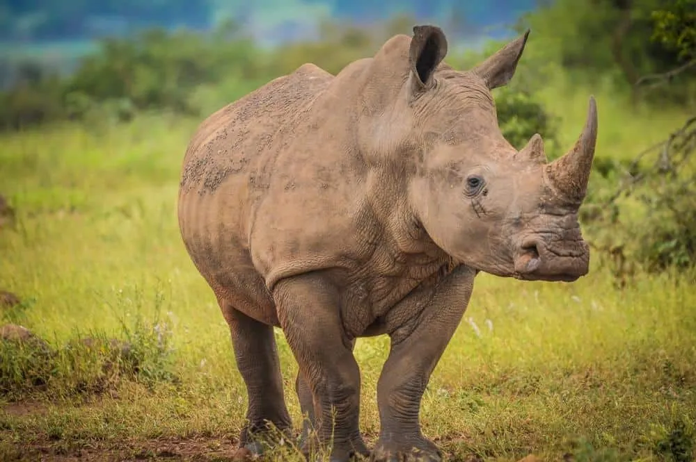 dạy bé nhận biết con tê giác