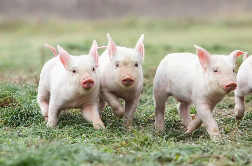 dạy bé nhận biết con heo (con lợn)