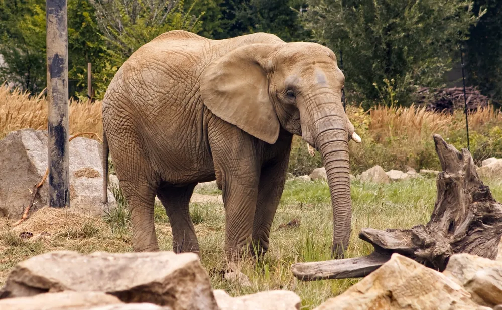 dạy bé nhận biết con voi