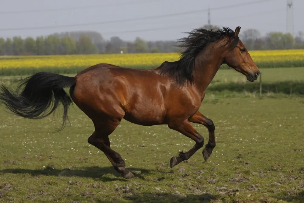 dạy bé nhận biết con ngựa