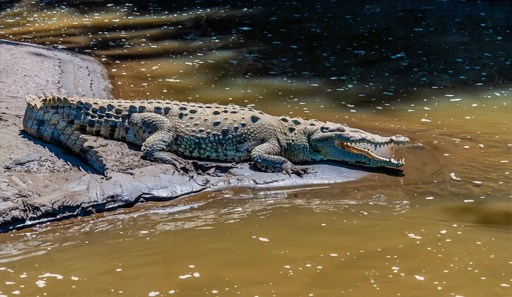 dạy bé nhận biết con cá sấu