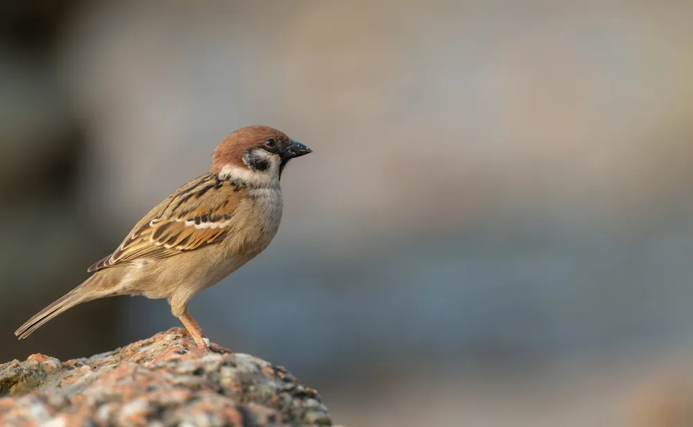 dạy bé nhận biết con chim sẻ