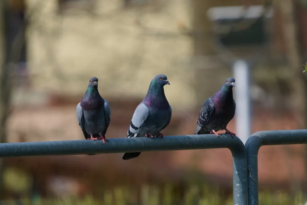 dạy bé nhận biết chim bồ câu