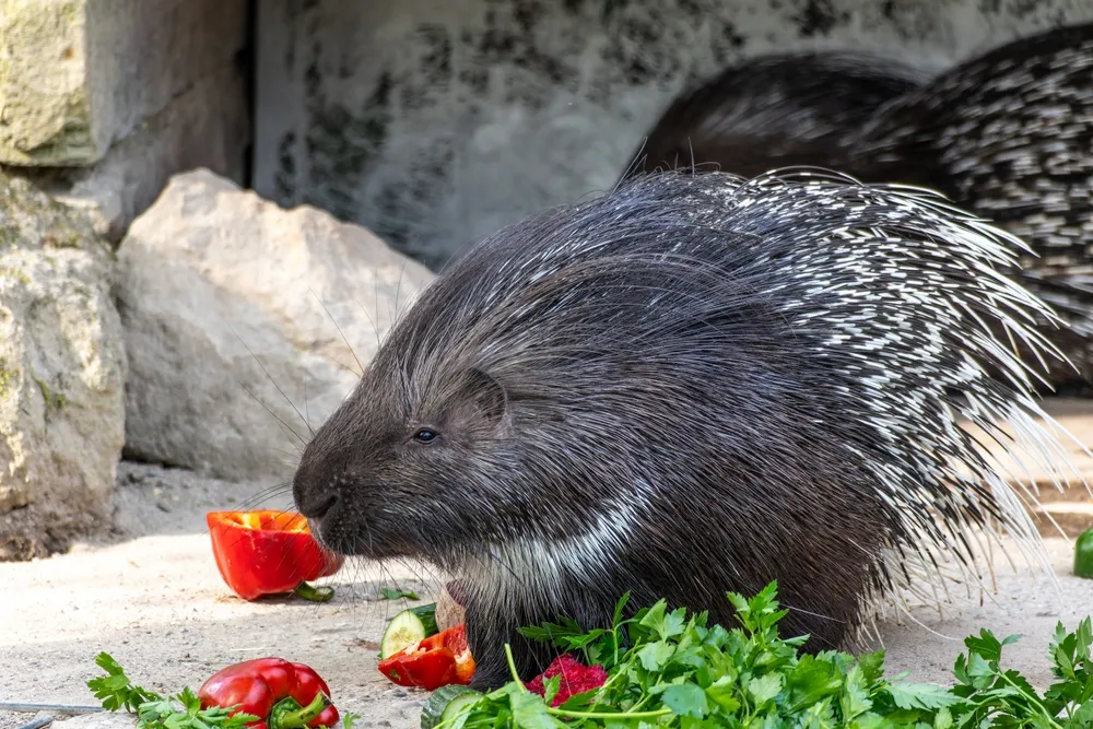 dạy bé nhận biết con nhím