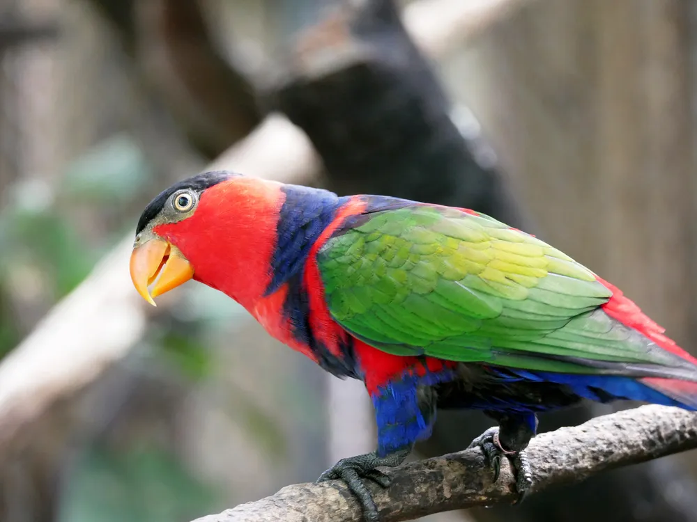 dạy bé nhận biết con vẹt