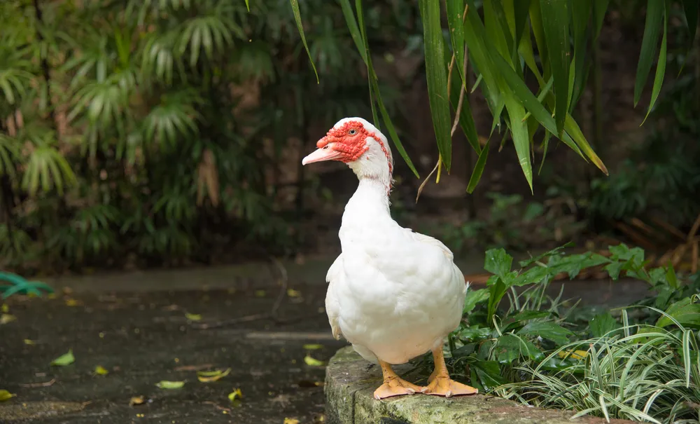 dạy bé nhận biết con ngan