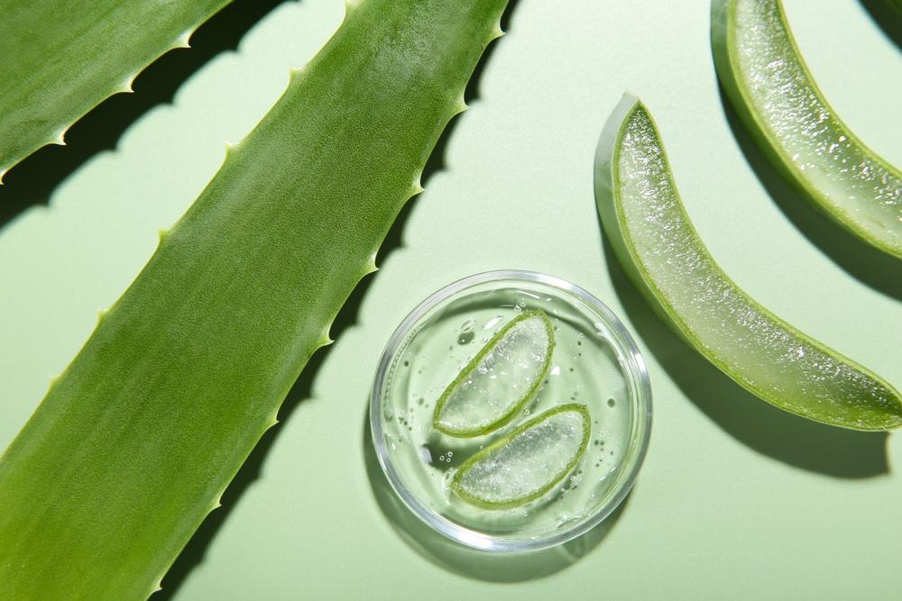 điều chế aloe vera