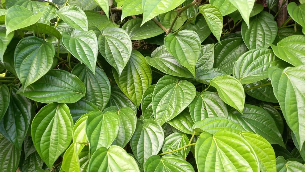 thời điểm vàng làm đẹp sau sinh