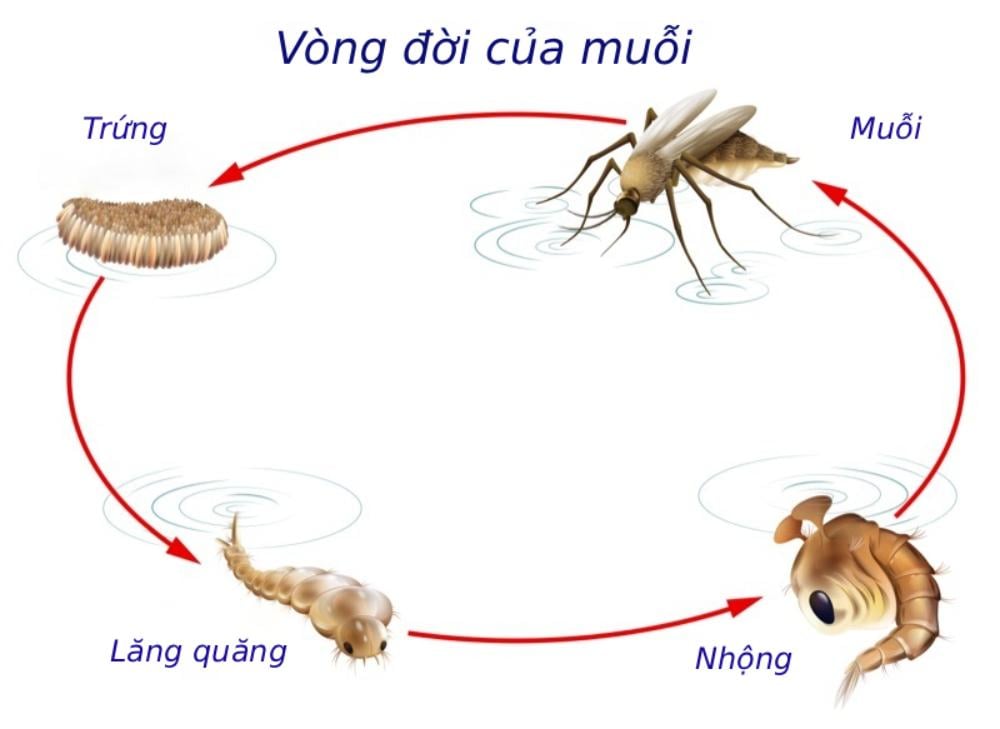 vòng đởi của muỗi