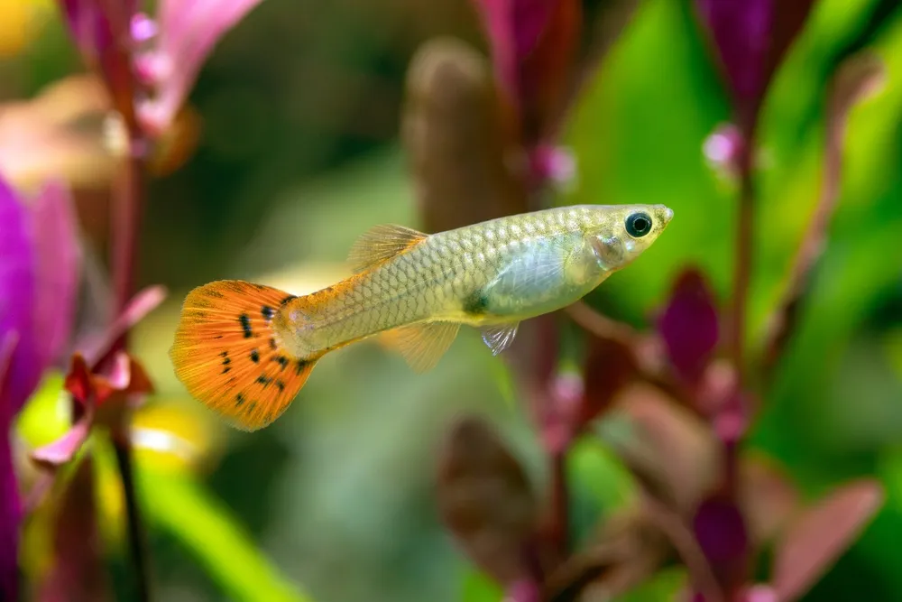 cách diệt lăng quăng bằng cá bảy màu