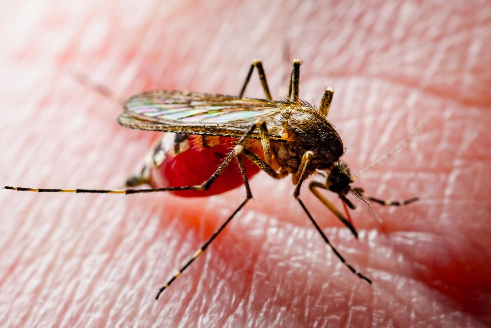 Muỗi Culex truyền virus gây bệnh viêm não Nhật Bản